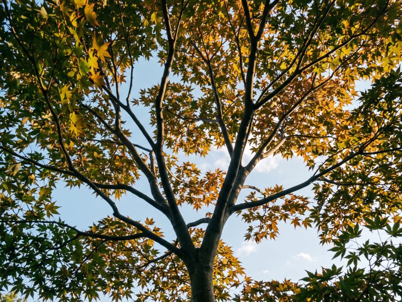 Neatly pruned ornamental tree canopy against a soft blue sky